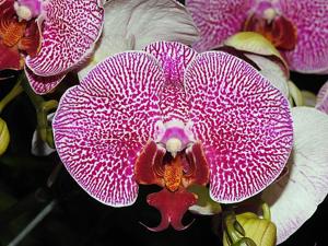 Phalaenopsis Winter Wedderburn