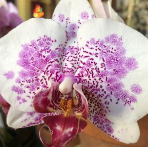 Phalaenopsis Winter Wedderburn