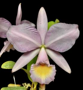 Cattleya Big Dave Parzow