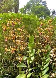 Dendrobium Barack and Michelle Obama