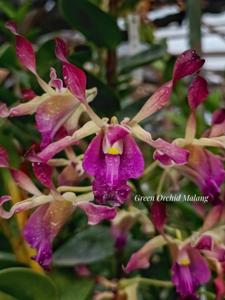 <i>Dendrobium</i> Barack and Michelle Obama