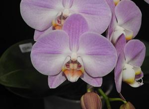 Phalaenopsis Clone Happiness