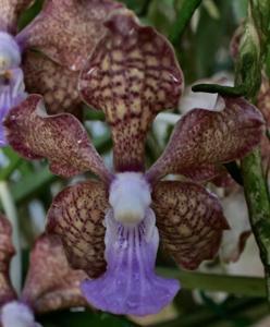 Vanda Addison's Angels