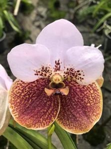 Vanda Sara Duterte Carpio