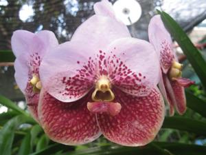 Vanda Sara Duterte Carpio