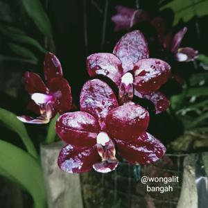 Phalaenopsis Natsume's Berry