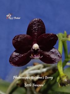 Phalaenopsis Natsume's Berry