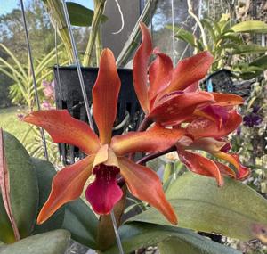 Cattlianthe SunCoast Sienna Stars