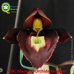 Fredclarkeara Majestic Orchids Shopper