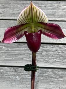 Paphiopedilum Moon Spots
