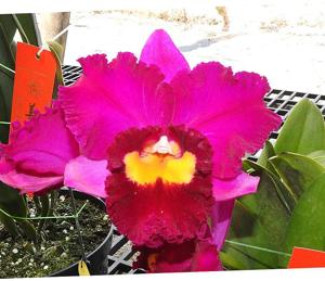 Rhyncholaeliocattleya Smiley Cupid