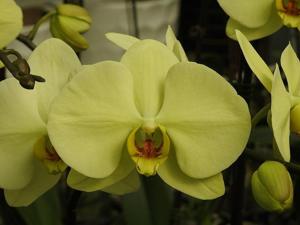 Phalaenopsis Golden Apollon