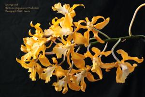 Laeliocatanthe Inge Graf