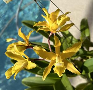 Laeliocatanthe Inge Graf