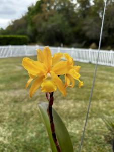 Laeliocatanthe Inge Graf