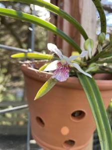 Holcostylis Pink Yawi