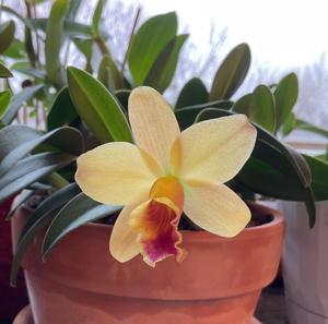 Cattleya Itsy Bitsy