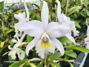 Cattleya Hint O'Blue