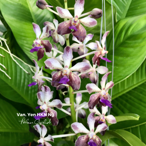 Vandachostylis Yen HKN Ng