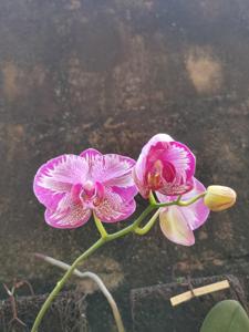 Phalaenopsis I-Hsin Beitou