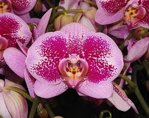 <i>Phalaenopsis</i> I-Hsin Banqiao