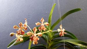 Vanda Kaputrana