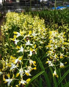 Dendrobium Margaret-Rathi Alfreds