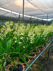 Dendrobium Margaret-Rathi Alfreds