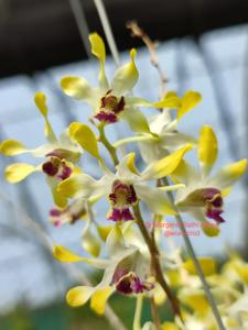 Dendrobium Margaret-Rathi Alfreds