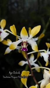 Dendrobium Margaret-Rathi Alfreds