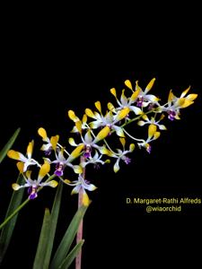 Dendrobium Margaret-Rathi Alfreds
