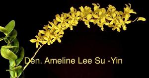 Dendrobium Ameline Lee Su-Yin