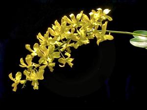 Dendrobium Ameline Lee Su-Yin