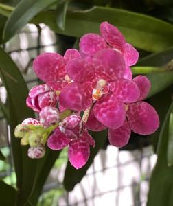 Sarcochilus Kulnura Quickstep