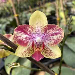 <i>Phalaenopsis</i> Chi-Yueh Kaleidescope