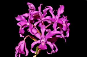 Laeliocattleya Vivi Arosemena