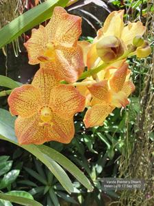 Vanda Painter's Dream