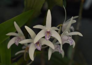 Dendrobium Yarra Quest