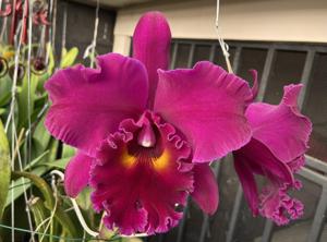 Rhyncholaeliocattleya Shang Ding Red Dragon