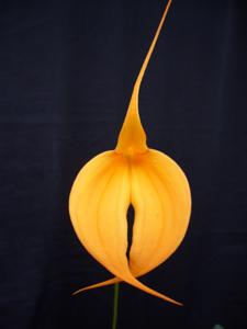 Masdevallia Teipels Falcococ