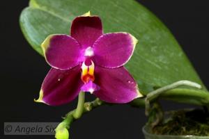 Phalaenopsis Joy Viol Kaiulani