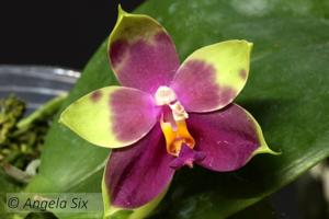 Phalaenopsis Joy Viol Kaiulani