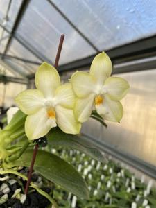 Phalaenopsis Yaphon Hero