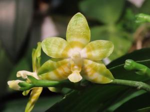 Phalaenopsis Yaphon Yellow Bomb