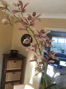 Cymbidium Vingtaine de Samares