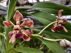 Vanda Nafisa