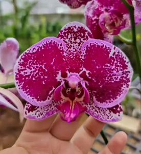 <i>Phalaenopsis</i> Da Shang Sparkle Fire