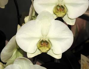 Phalaenopsis Taisuco Green Apple