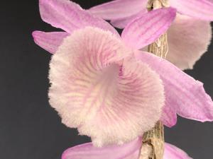 Dendrobium Tzeng-Wen Jewel