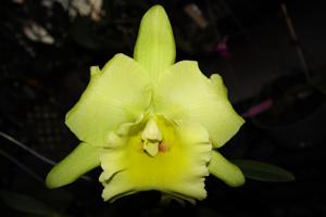 <i>Rhyncholaeliocattleya</i> Chief Green Paradise